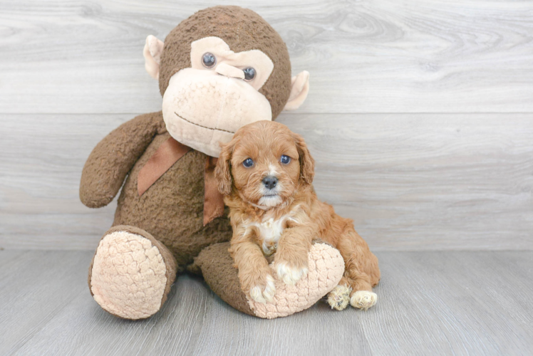 Adorable Cavoodle Poodle Mix Puppy