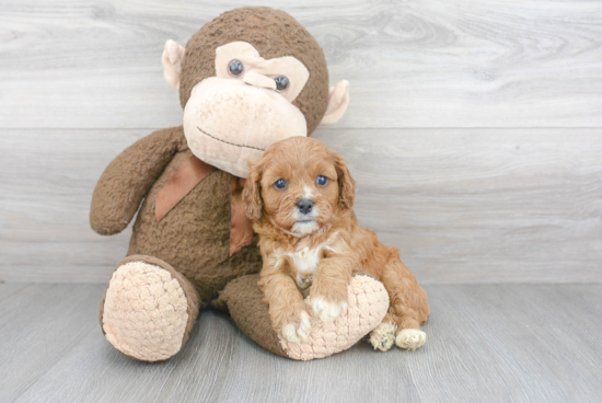 Adorable Cavoodle Poodle Mix Puppy