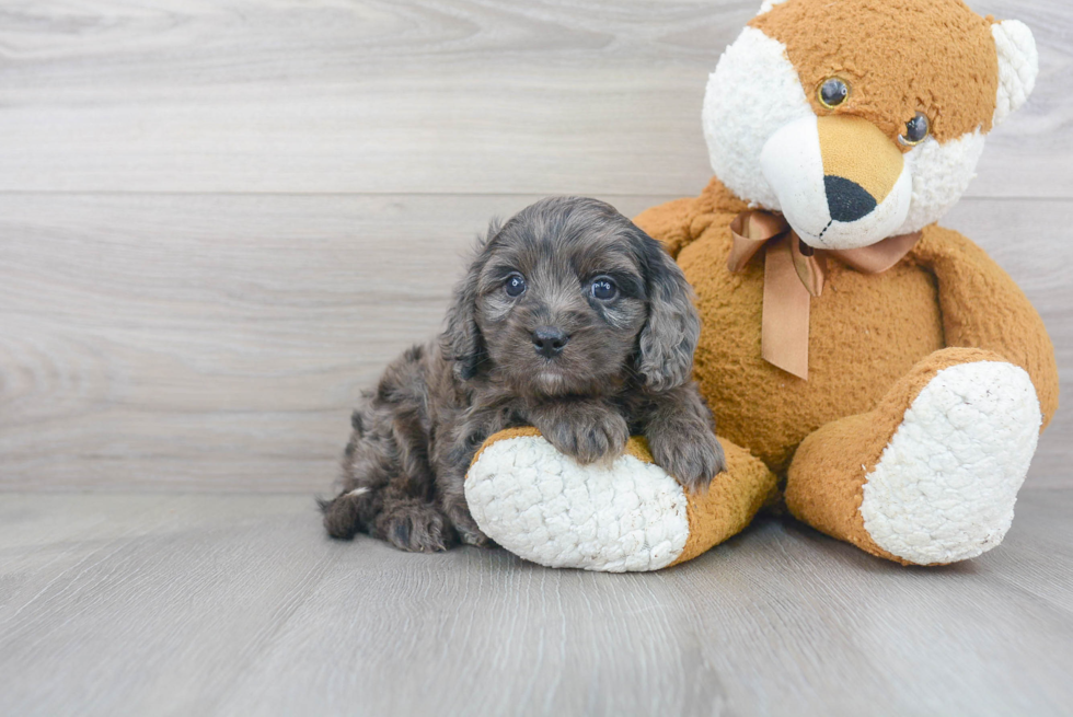 Little Cavoodle Poodle Mix Puppy