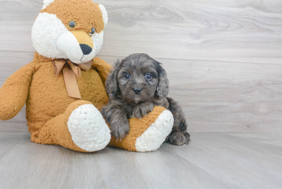 Sweet Cavapoo Baby