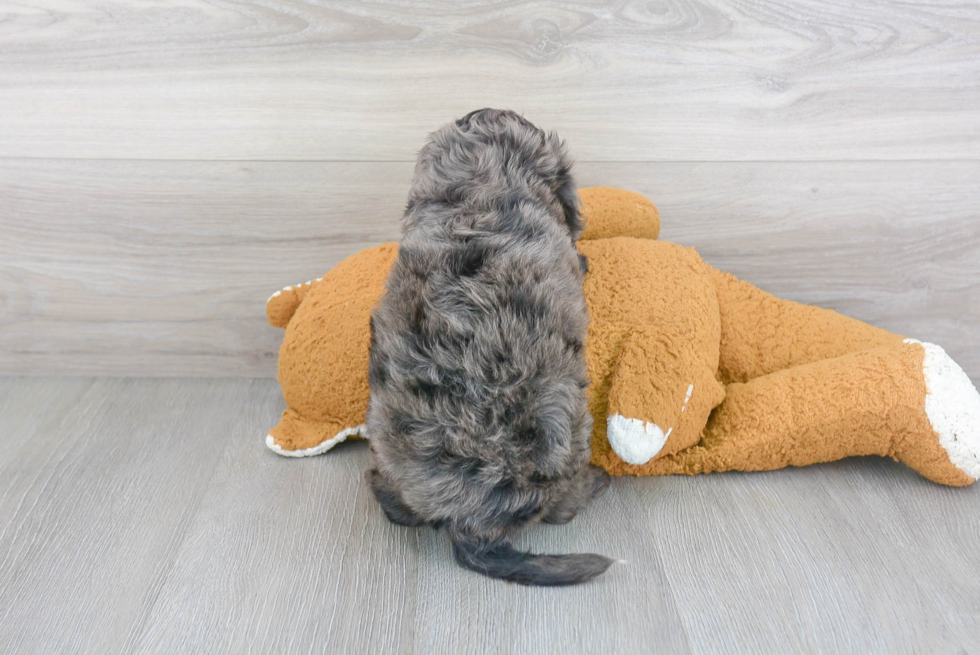 Smart Cavapoo Poodle Mix Pup