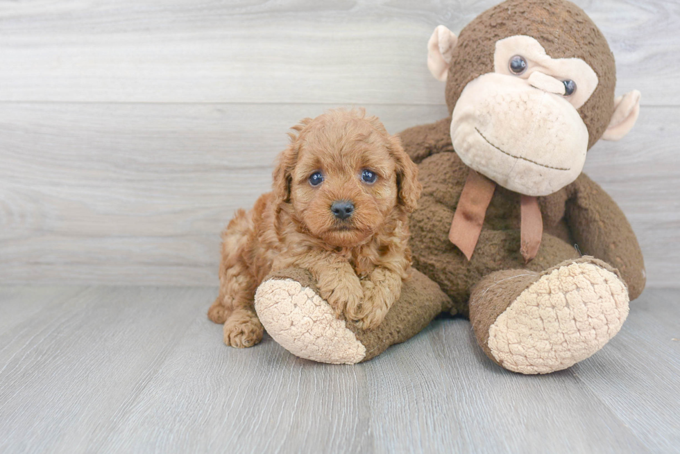 Cavapoo Puppy for Adoption