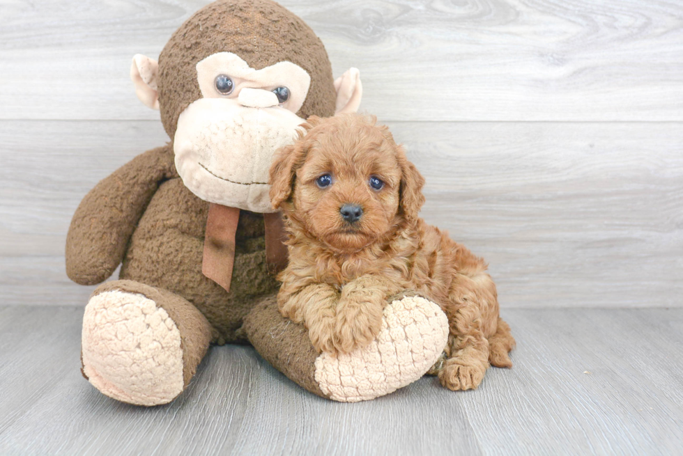 Best Cavapoo Baby