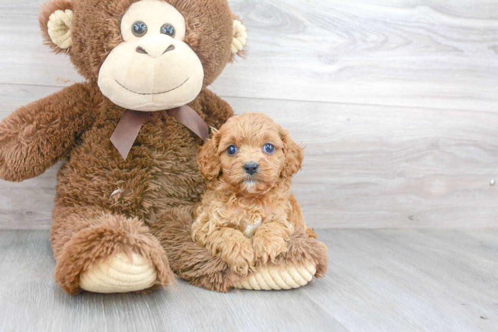 Fluffy Cavapoo Poodle Mix Pup