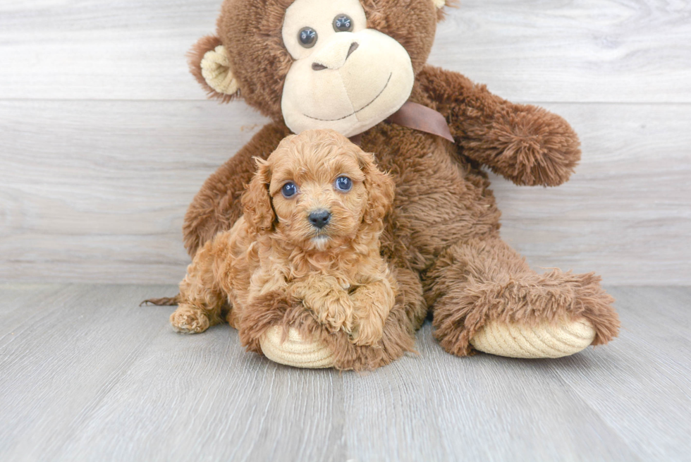 Funny Cavapoo Poodle Mix Pup
