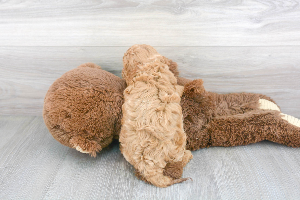 Cavapoo Pup Being Cute