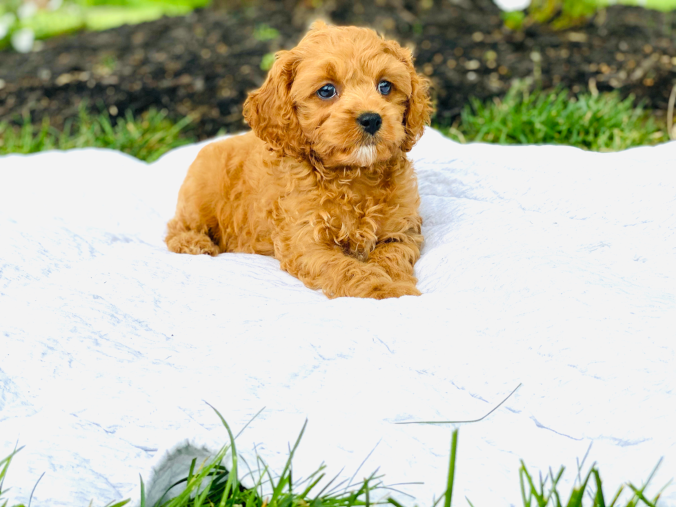 Popular Cavapoo Poodle Mix Pup
