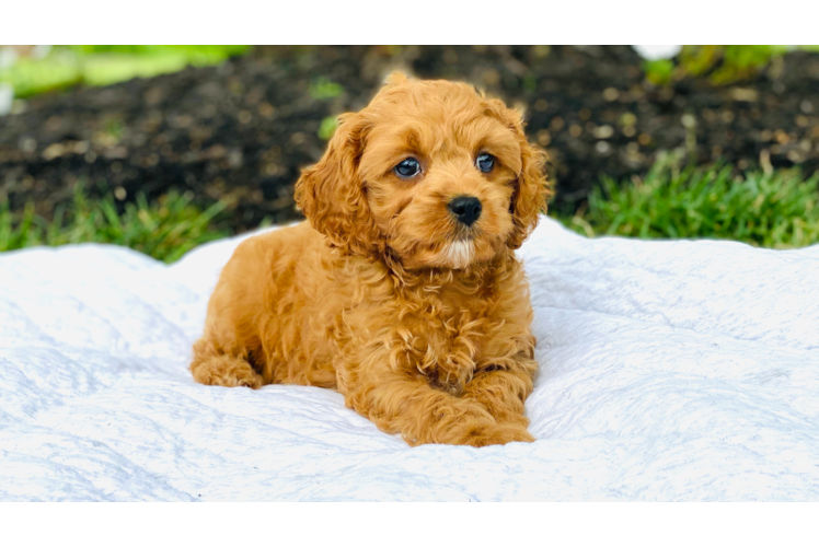Smart Cavapoo Poodle Mix Pup