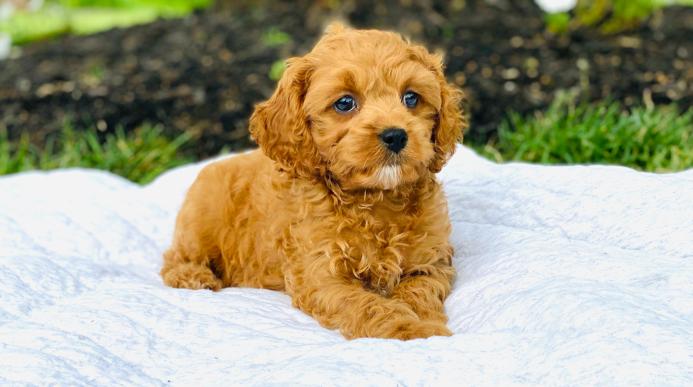 Smart Cavapoo Poodle Mix Pup