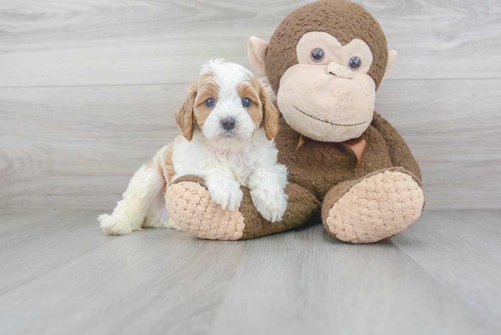 Hypoallergenic Cavoodle Poodle Mix Puppy