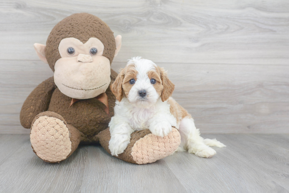 Cavapoo Puppy for Adoption