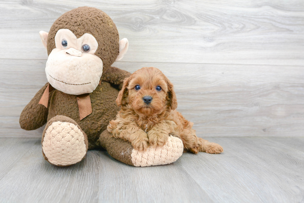 Energetic Cavoodle Poodle Mix Puppy