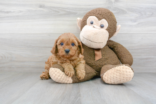 Small Cavapoo Baby