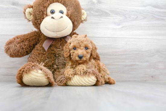 Petite Cavapoo Poodle Mix Pup