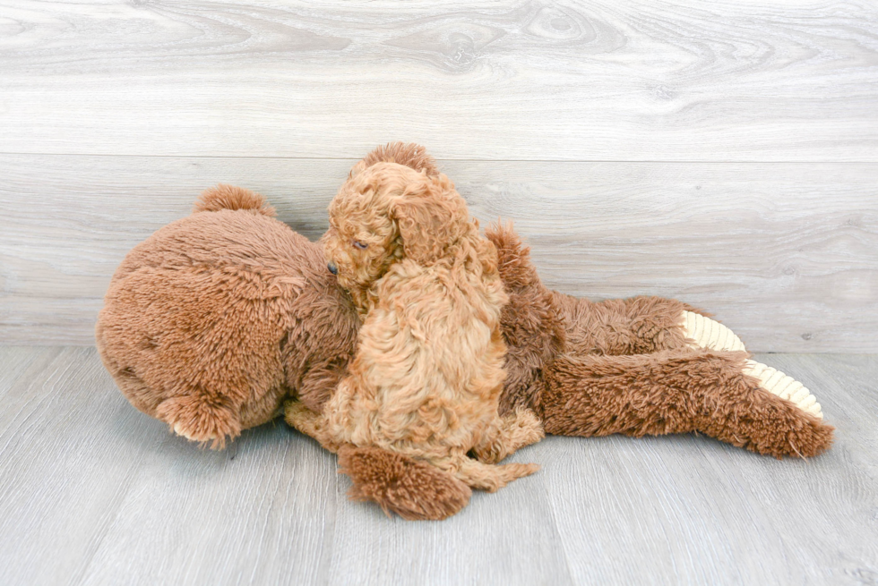 Smart Cavapoo Poodle Mix Pup