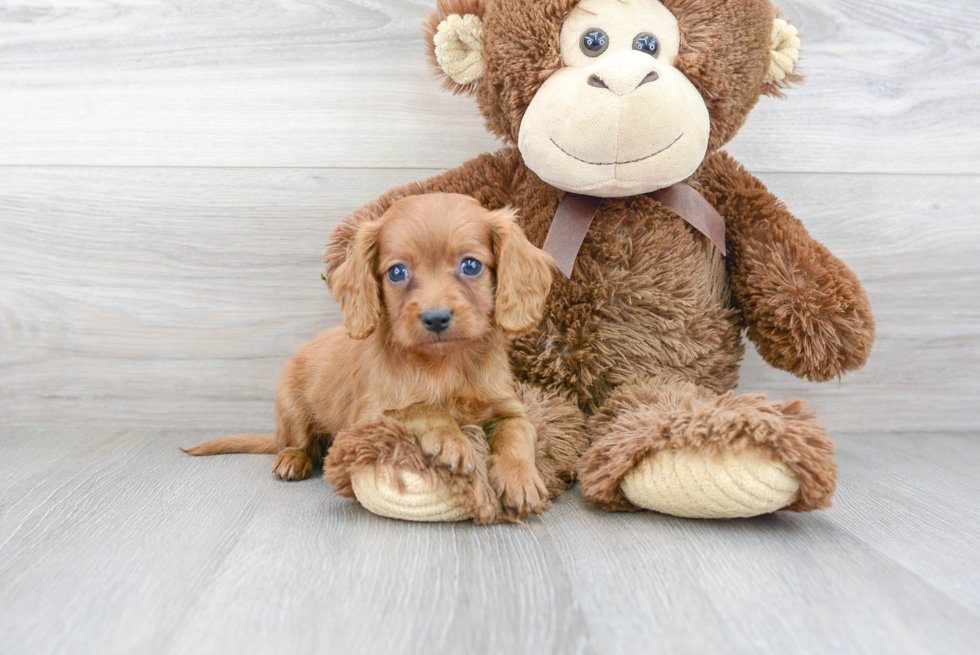 Sweet Cavapoo Baby