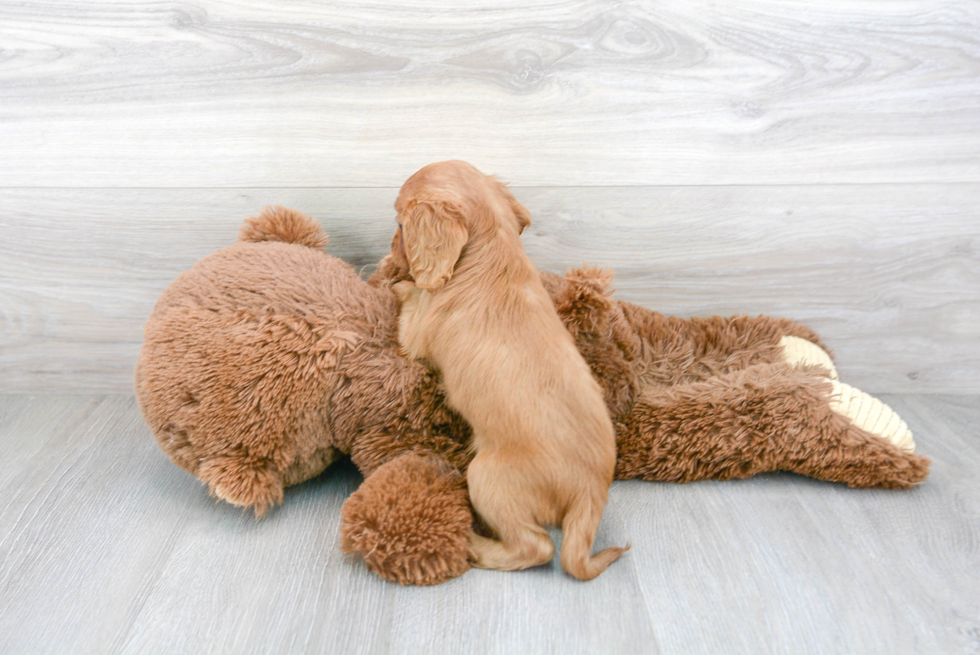 Funny Cavapoo Poodle Mix Pup