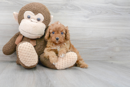 Cavapoo Puppy for Adoption