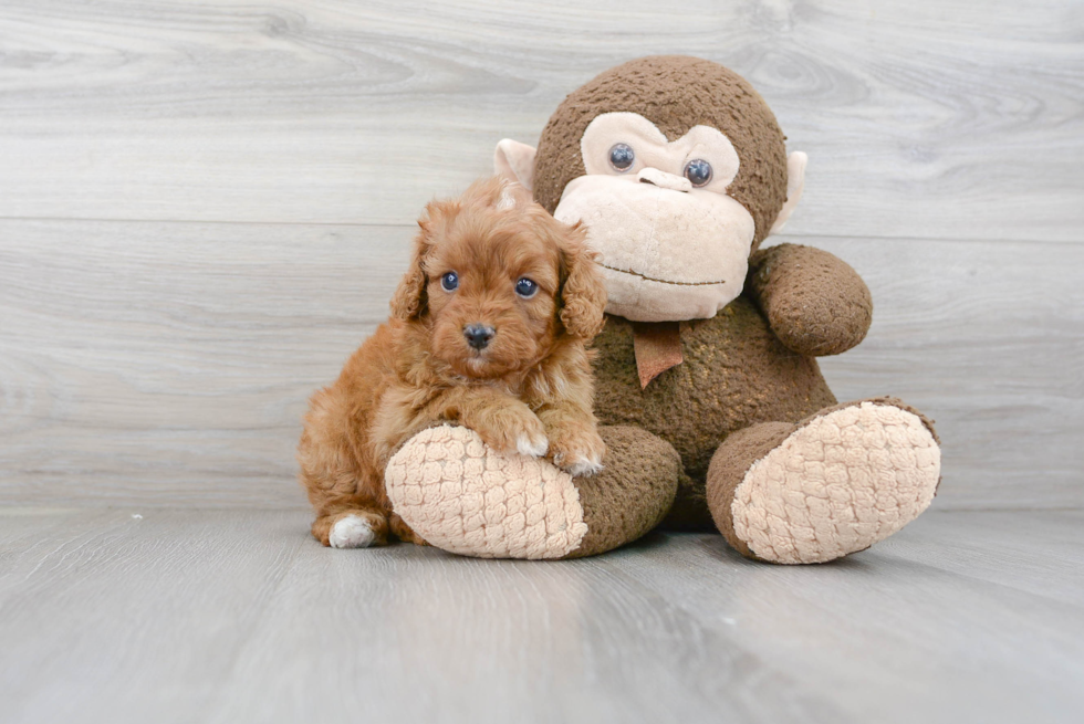 Popular Cavapoo Poodle Mix Pup