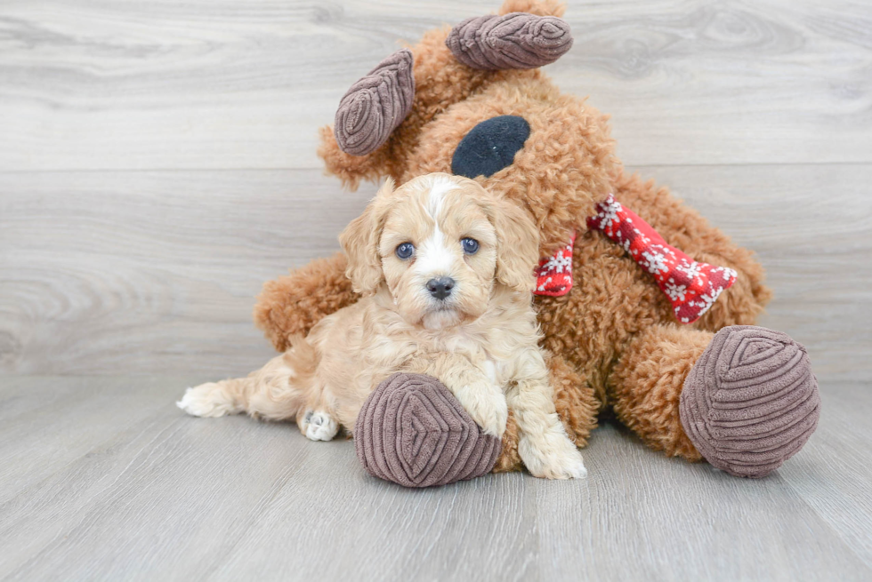 Cavapoo Pup Being Cute