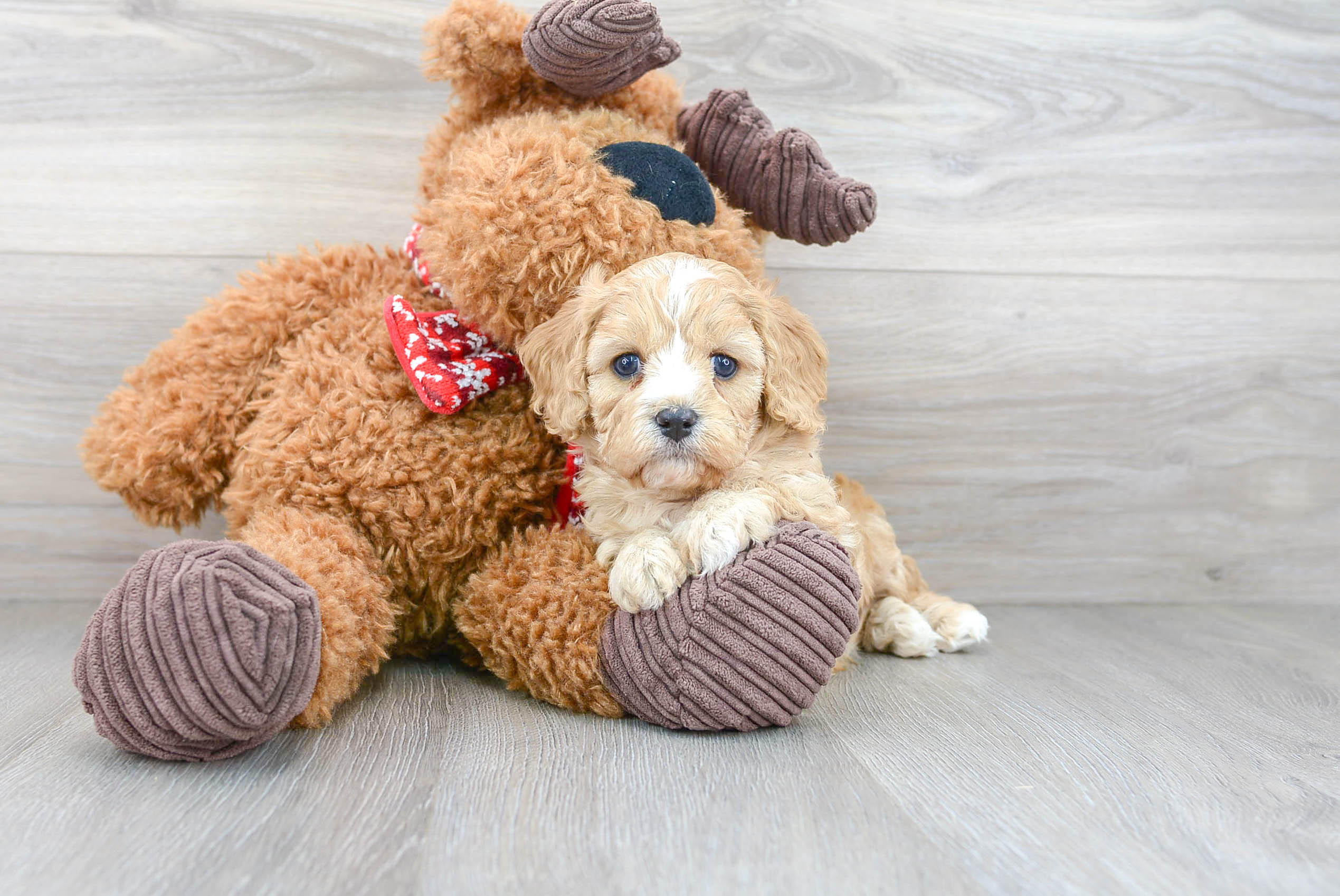 Little Cavoodle Poodle Mix Puppy