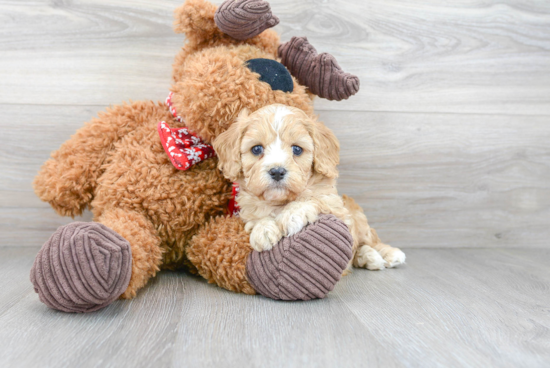 Little Cavoodle Poodle Mix Puppy