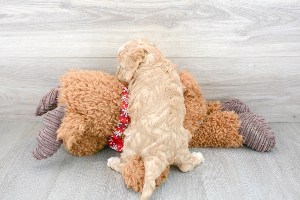 Adorable Cavoodle Poodle Mix Puppy