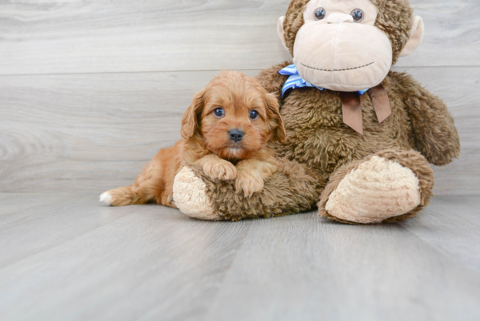 Best Cavapoo Baby