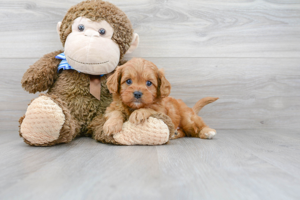 Smart Cavapoo Poodle Mix Pup