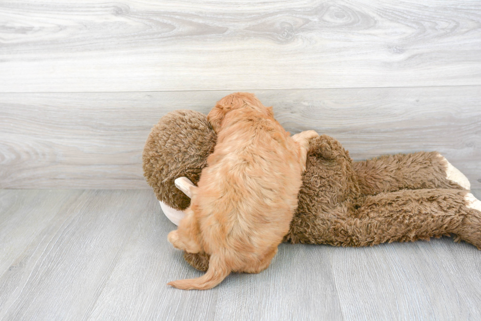 Adorable Cavoodle Poodle Mix Puppy