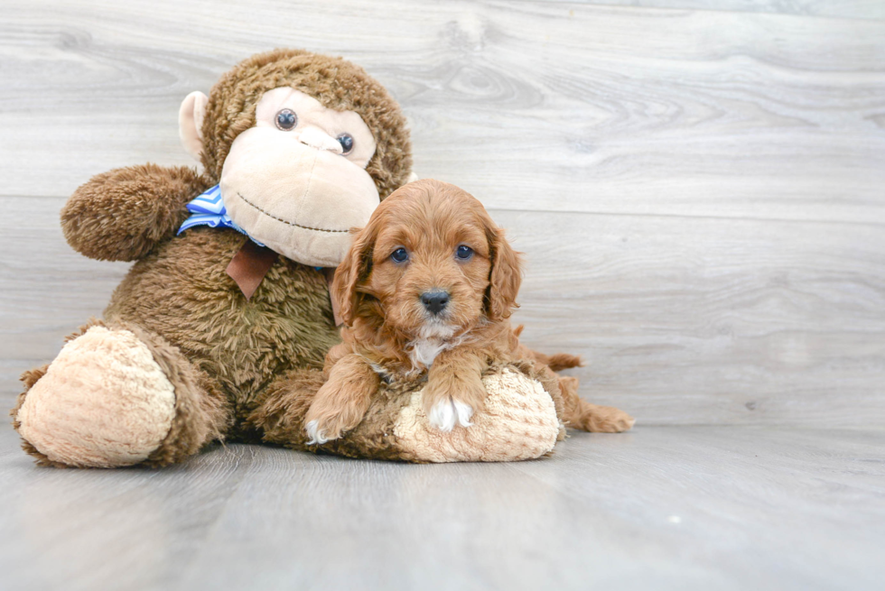 Cute Cavapoo Baby