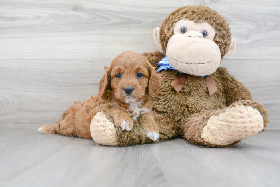 Small Cavapoo Baby