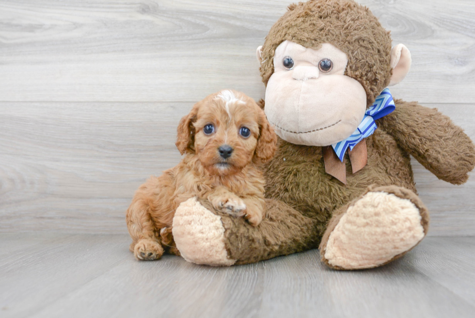 Cavapoo Pup Being Cute