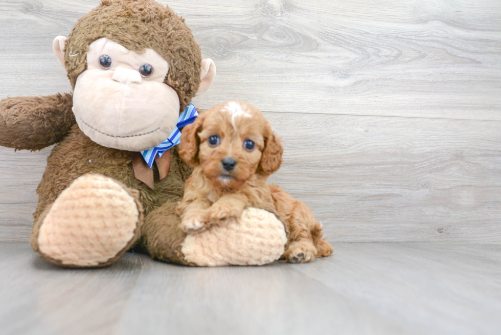 Petite Cavapoo Poodle Mix Pup