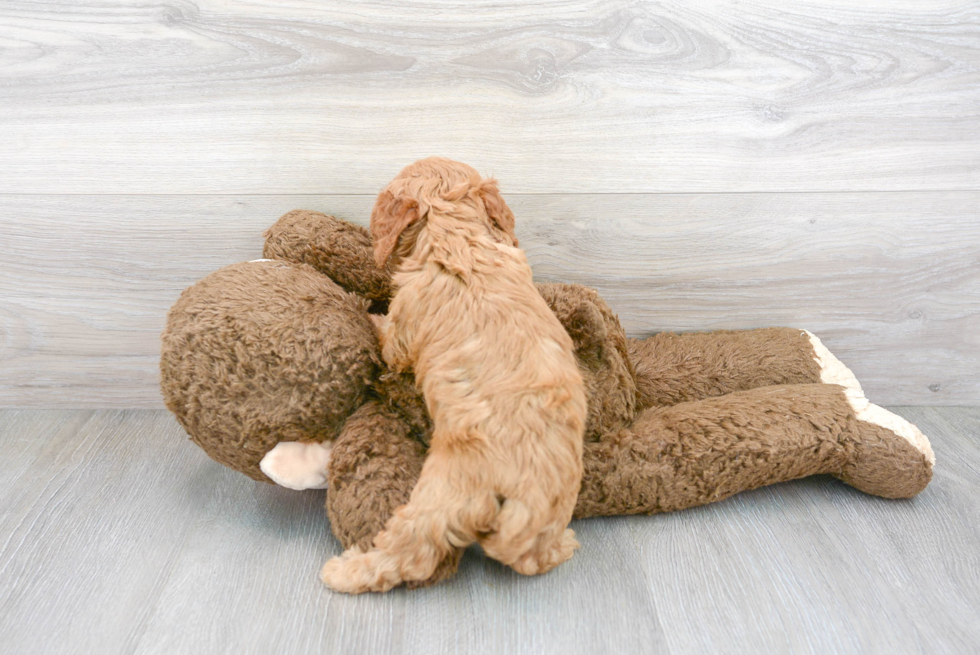 Popular Cavapoo Poodle Mix Pup