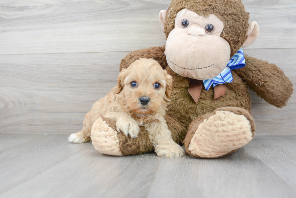 Best Cavapoo Baby