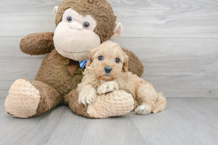 Sweet Cavapoo Baby