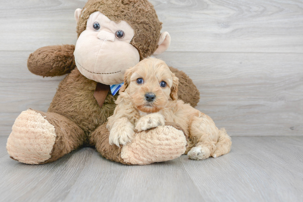 Sweet Cavapoo Baby