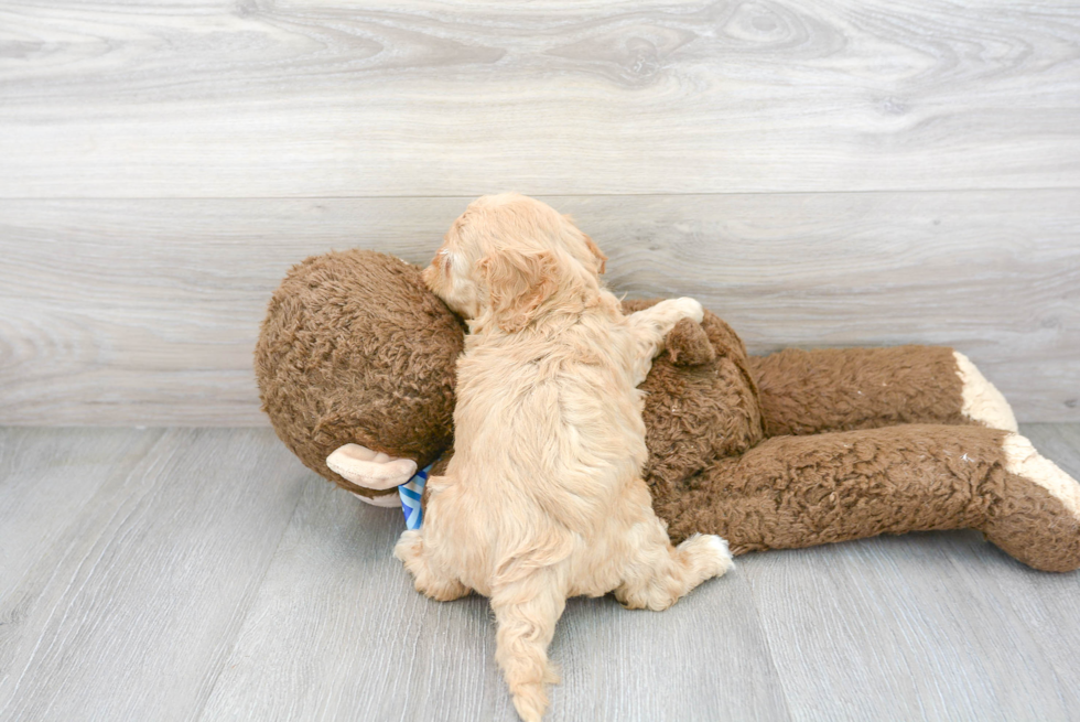 Fluffy Cavapoo Poodle Mix Pup