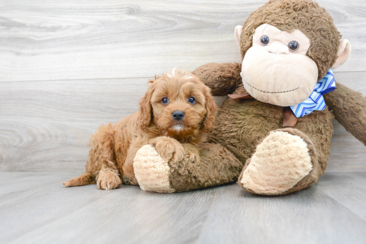 Cavapoo Pup Being Cute