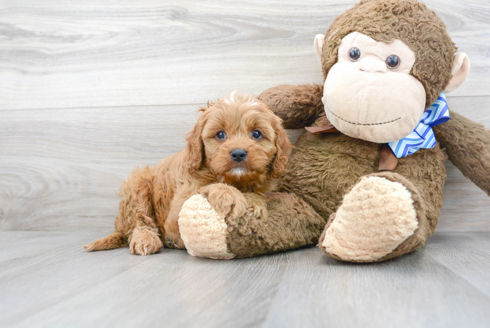 Cavapoo Pup Being Cute