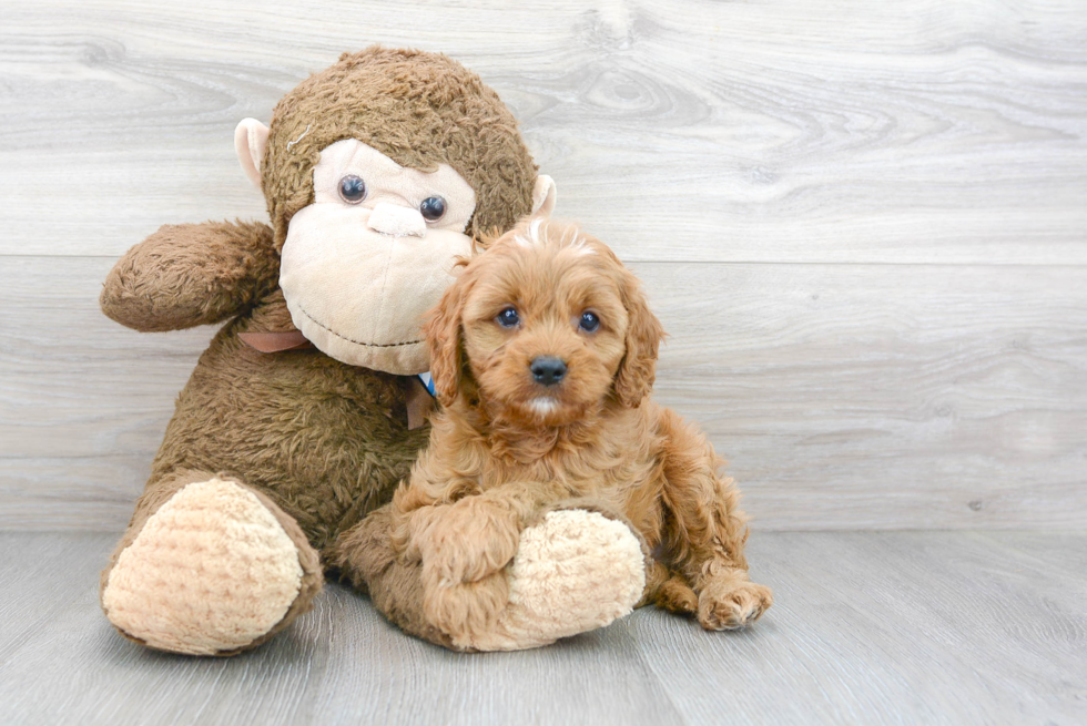 Happy Cavapoo Baby