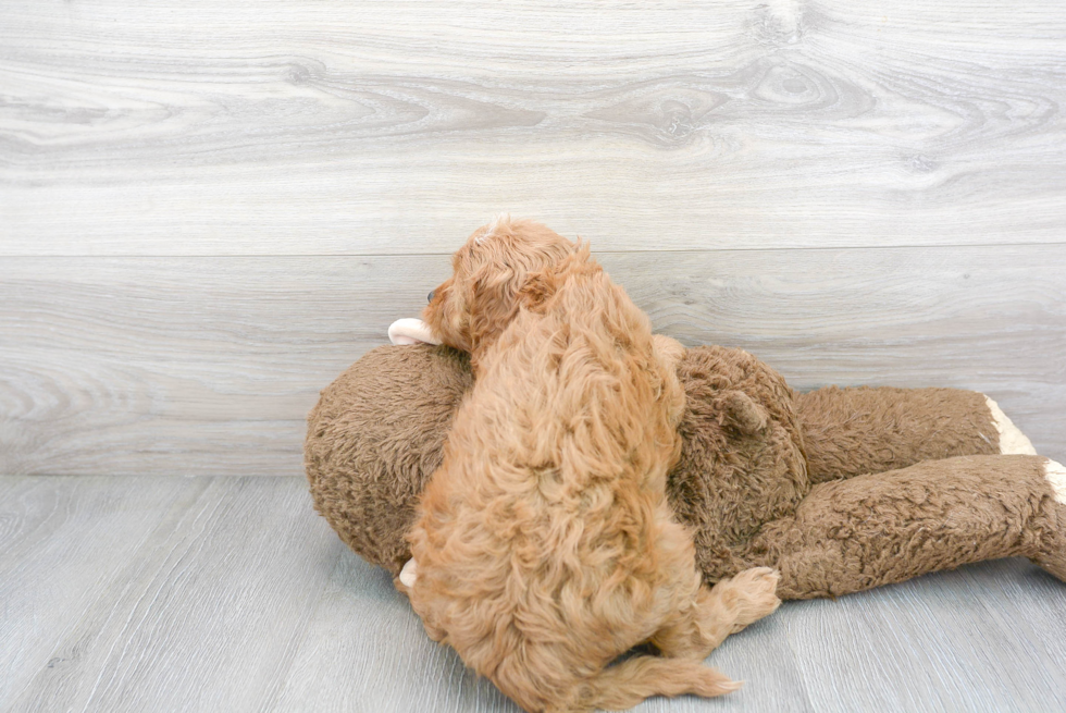 Friendly Cavapoo Baby