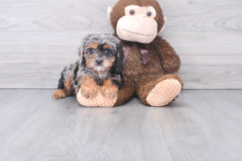 Little Cavoodle Poodle Mix Puppy