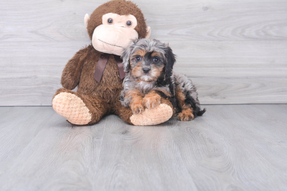 Funny Cavapoo Poodle Mix Pup