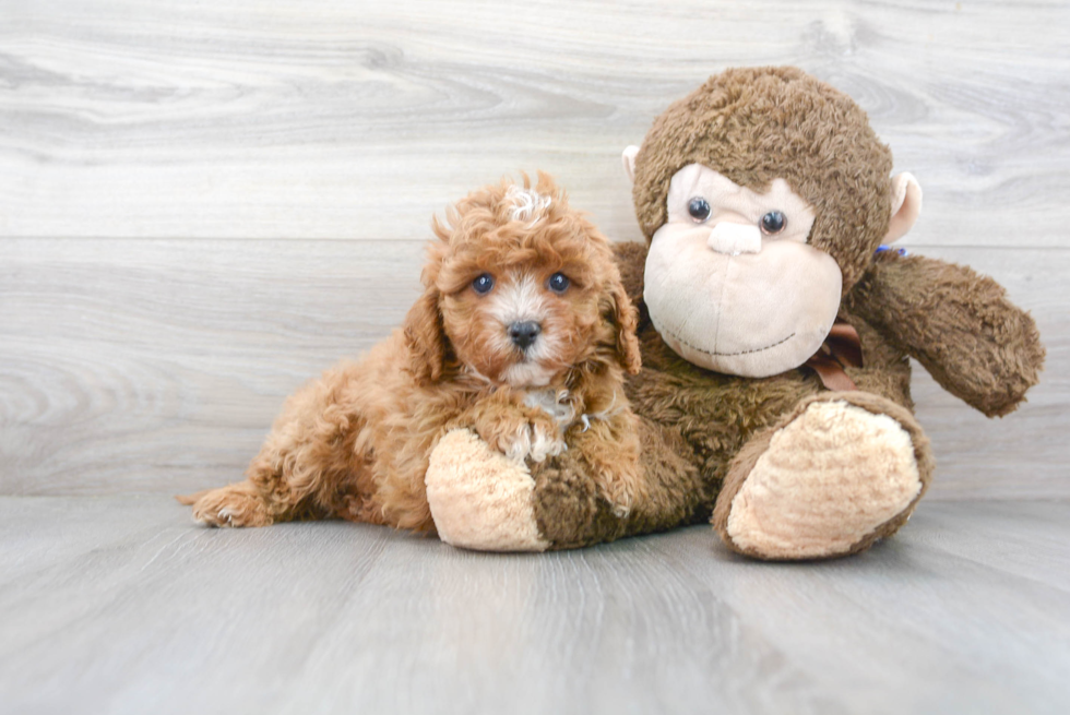 Fluffy Cavapoo Poodle Mix Pup