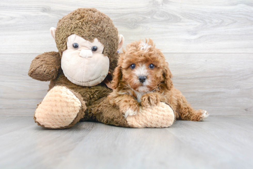 Hypoallergenic Cavoodle Poodle Mix Puppy