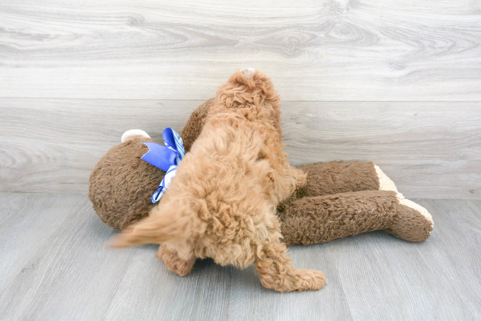 Little Cavoodle Poodle Mix Puppy