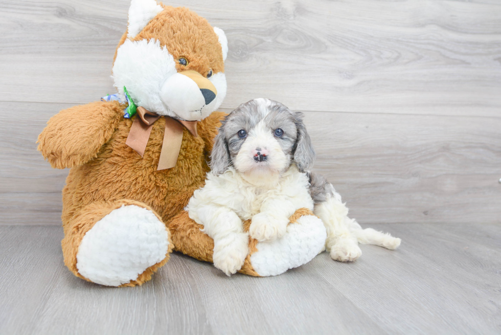 Cute Cavapoo Poodle Mix Pup