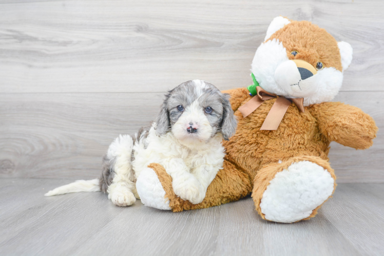 Cavapoo Puppy for Adoption